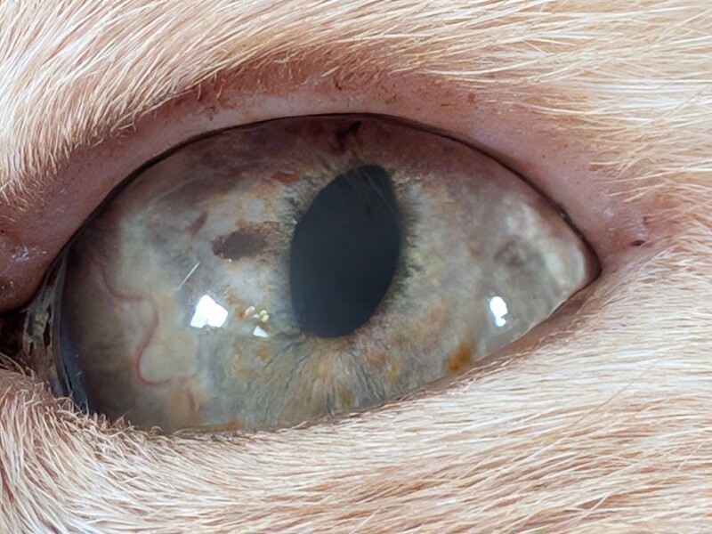 Pixel 9a Cat Eye Regular