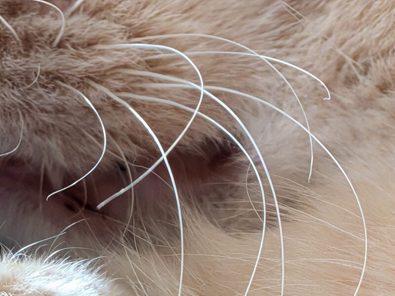 Whiskers Closer