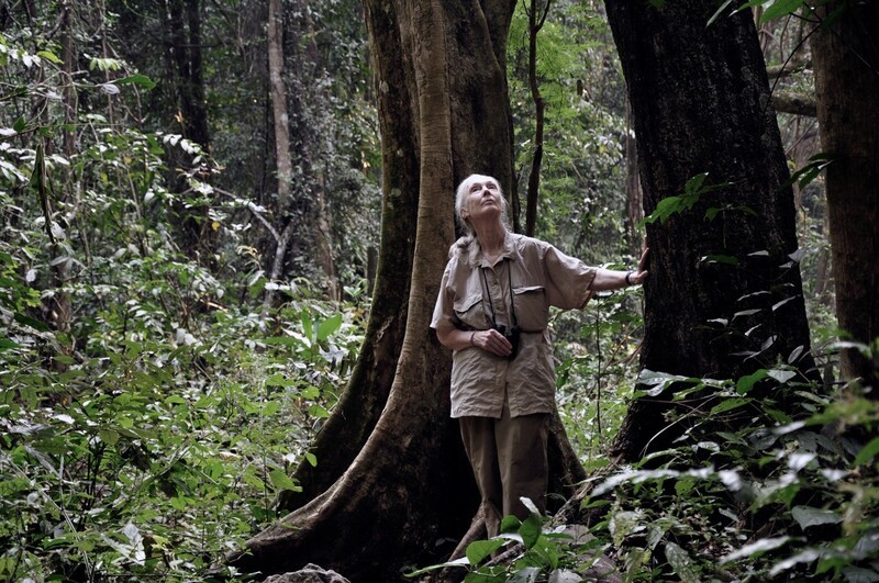 Dr. Jane Goodall scans the tree tops for looking for chimpanzees in Gombe National Park on  July 14, 2010, the 50th anniversary o fher arrival at Gombe.