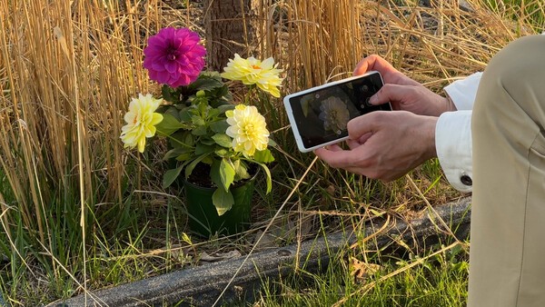 Pixel 7a Flower Photography Irl