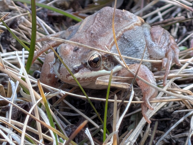 Macro Frog Pixture Pixel 9a.mp