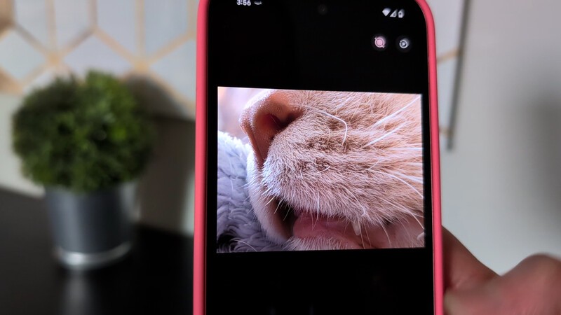 Pixel 9 Photo Cat Whiskers